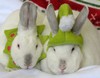 2 rabbits in a tube