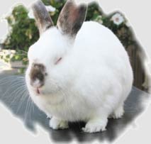 Cece